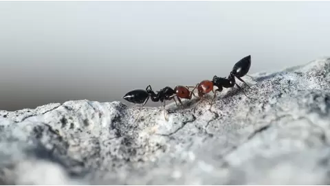 Top effective ant sprays for indoor and outdoor use