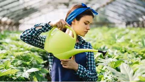 How to use Prodiamine for pre-emergent weed control: A complete guide