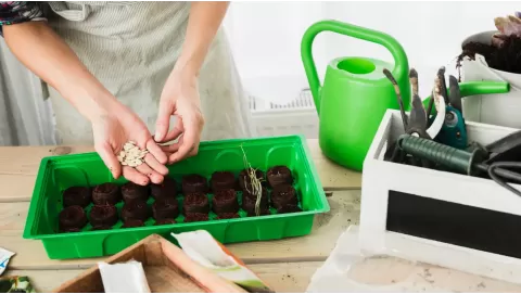 Top-rated seed starter kits for beginners: Grow healthy plants from day one