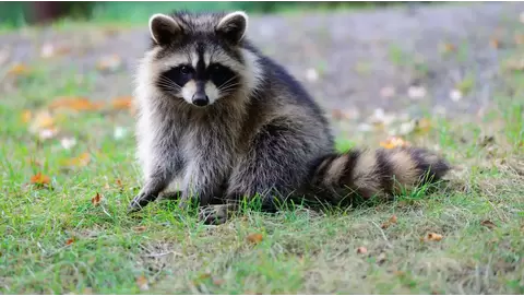Best skunk repellents to protect your yard and home naturally