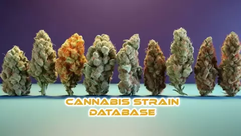 Cannabis Strain Database
