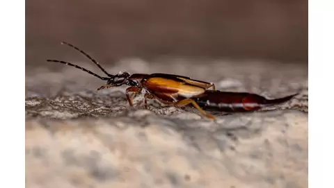 How to get rid of earwigs fast?