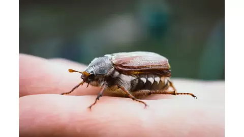 How to get rid of june bugs
