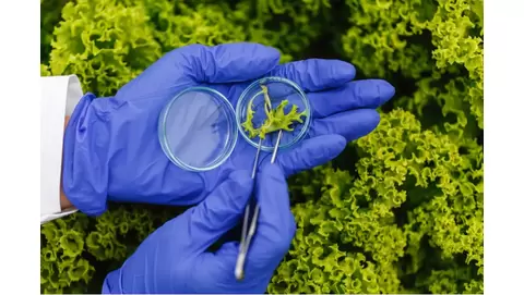 DNA Testing in Modern Plant Propagation
