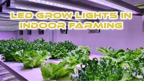 LED Grow Lights in Indoor Farming