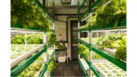 Vertical Hydroponic Container Farming