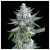 Gelato Zkittles - Zennetix