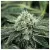 Legendary Chem - Zennetix
