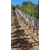 Shade Cloth - 24'' x 3000'- 30% White