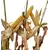 23B50 Corn Seed Hybrid - 55lb Bag