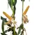 25D19 Corn Seed Hybrid - 55lb Bag