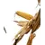 25X83 Corn Seed Hybrid - 55lb Bag