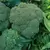 Broccoli, Waltham - 1/2oz