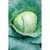 CABBAGE, EARY FLT DUTCH 1/2 OZ EACH