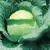 CABBAGE, EARY RND DUTCH 1/2 OZ EACH