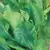 Endive, Broad Leaf Batavian - 1/2lb