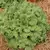 LETTUCE, HANSON - 1/2 OZ EACH