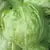 LETTUCE, ICEBERG 1/2 LB. EACH