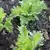 LETTUCE, SUMMERTIME 1/2 LB. EACH