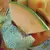 Cantaloupe , Rocky Ford Green Flesh - 1/2oz