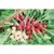 Radish, Easter Egg - 1lb