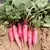 RADISH, CHINA ROSE WTR 1/2 OZ EACH