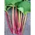 Rhubarb, Victoria - 1/2oz