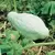 Squash, Improved Green Hubbard - 1/2lb
