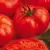 Tomato, Beefmaster Untreated - 1,000 Sd Ct