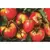 Tomato, Oxheart - 1/2oz