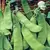 PEAS, DWARF GREY SUGAR 25