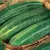 Cucumber, Straight Eight - 10,000 Seed Count