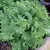 Lettuce, Black Seeded Simpson 10,000 Seed Count