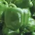 Pepper, California Wonder 10,000 Seed Count