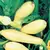 Squash, Early Prolific Straightneck 1,000 Seed Count