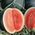 Watermelon, Sugar Baby - 5,000 Seed Count