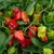 Peppers, Cajun Belle 500 Seed Count