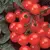 Tomato, Husky Cherry Red - 100 Seed Count
