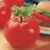 Tomato, Big Beef Treated - 100 Seed Count