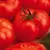 Tomato, Beefmaster Treated - 100 Seed Count