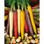 Carrot, Rainbow Blend - 5,000 Seed Count
