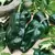 Peppers, Poblano - 10,000 Seed Count