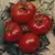 Tomato, Brandywine Red Potato Leaf - 500 Seed Count
