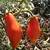 Tomato, San Marzano Indeterminite - 500 Seed Count