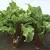 Beets, Red Ace Hybrid 10,000 Seed Count
