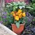 Pepper, Liberty Belle (patio) - 500 Seed Count