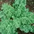 Kale, Siberian - 5,000 Seed Count
