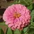 Zinnia, Luminosa Pink - 1/2 lb