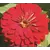 Zinnia, Cherry Queen - 1/2 lb