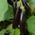 Eggplant, Hansel - 5,000 Seed Count